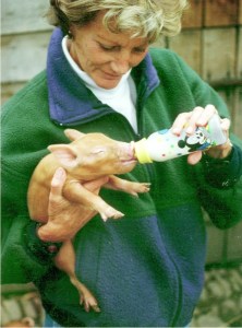 1996_08_30-ahz4-meriel-feeding-tess-piglet-upper-bridge-court-brilley-herefordshire-england-medium